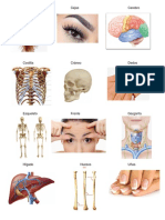 Cabello, Cejas, Cerebro