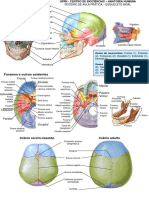 Roteiro de Figuras Do Esqueleto Axial II