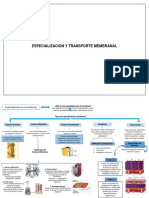 Especialización de La Membrana