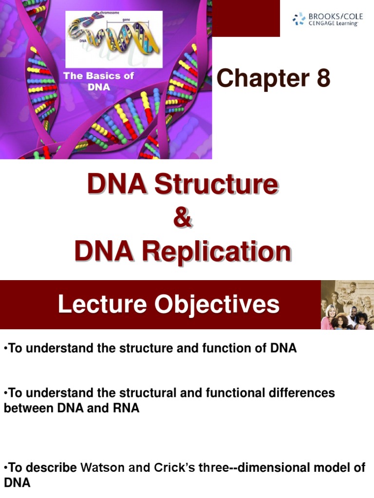 Lecture 1112 - DNA and Replication | Download Free PDF | Dna | Rna