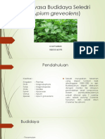 Rekayasa Budidaya Seledri (Apium Graveolens)