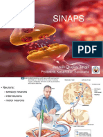 SINAPS d4 2016