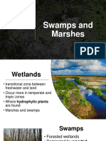 Swamps Vs Marsh