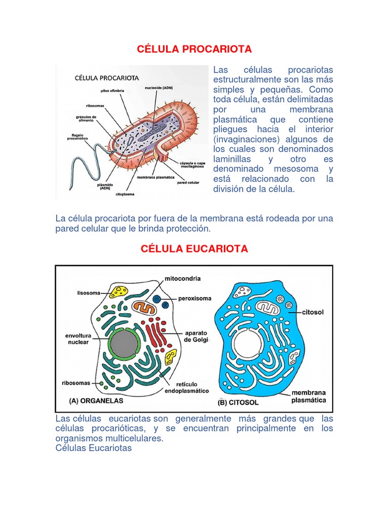 Comparativa de Células Procariotas y Eucariotas | PDF | Citoplasma ...