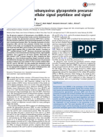 Bunyamwera Orthobunyavirus Glycoprotein Precursor Is Processed by Cellular Signal Peptidase and Signal Peptide Peptidase