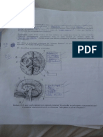 Neuroanato N2.pdf