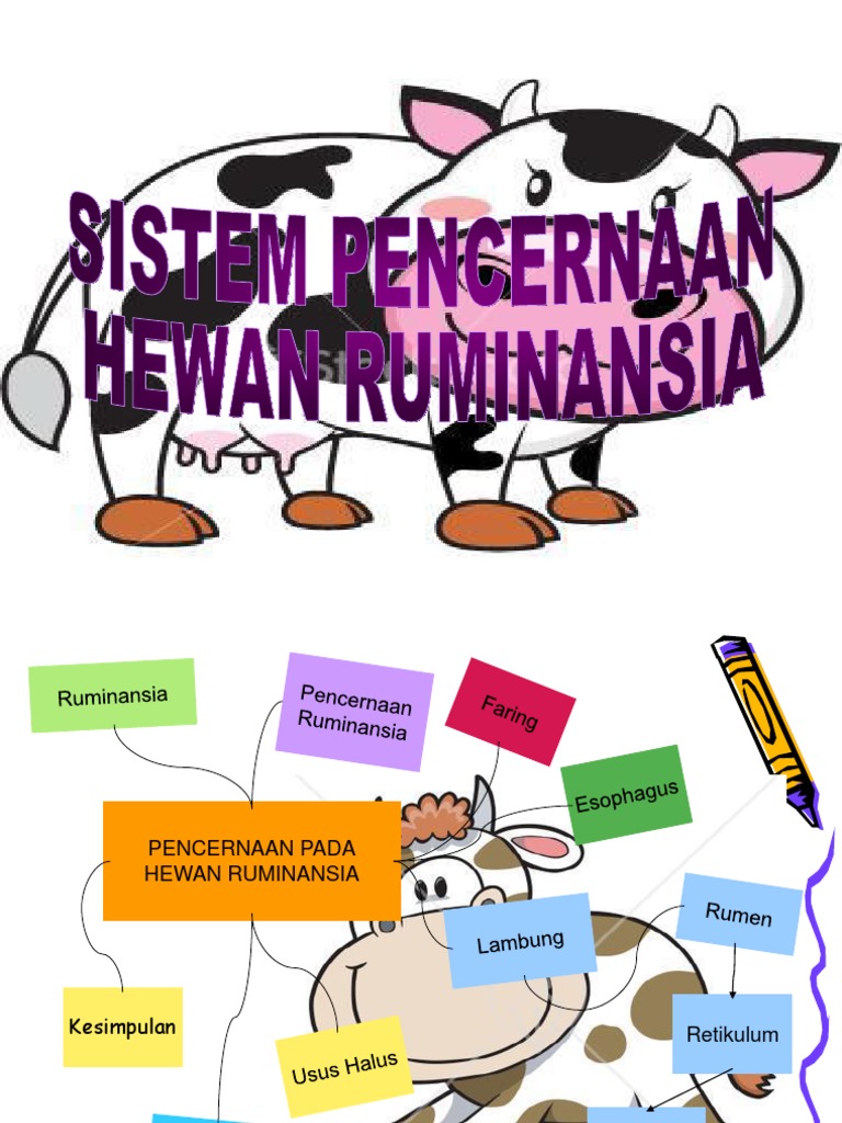 Gambar Sistem Pencernaan Hewan  Ruminansia Gambar Hewan 