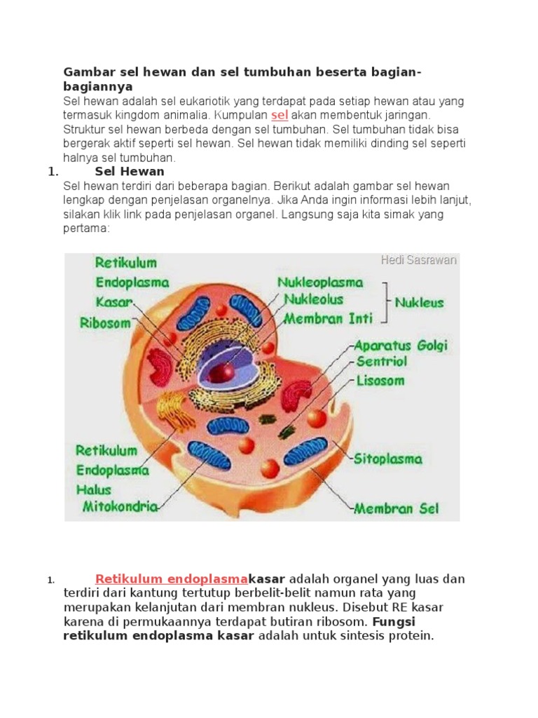 Bagian Bagian Sel  Hewan  Dan  Sel  Tumbuhan Beserta Fungsinya 