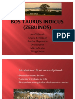 Bos Taurus Indicus (Zebuínos)