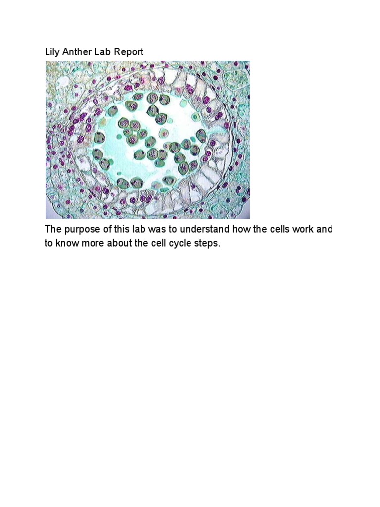 Lily Anther Meiosis Lab Report | PDF | Biological Processes | Biology