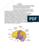 El Cerebro