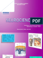 Anatomia y Fisiologia Del Cerebro