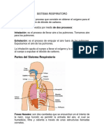 Sistema Respiratoro