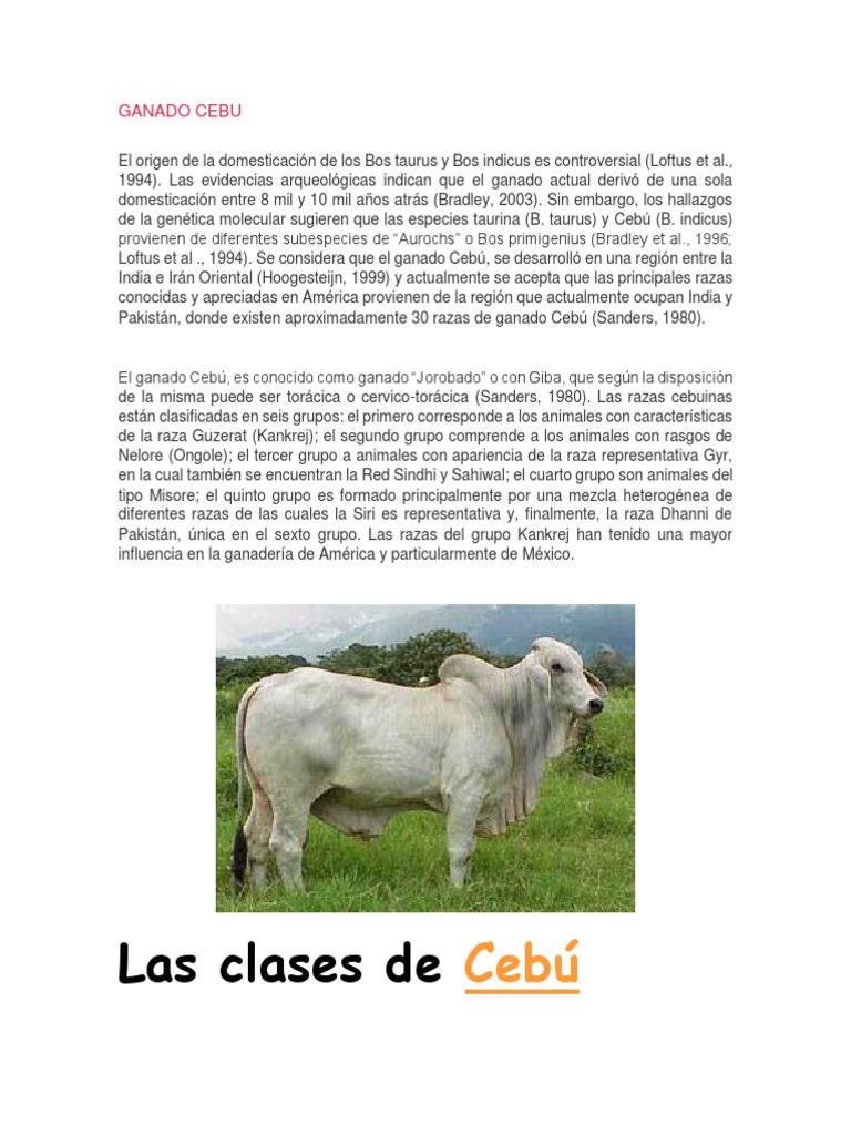 Razas y características del ganado Cebú | PDF | Vacas | Carne
