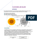 ANATOMÍA DE RAÍZ.pdf