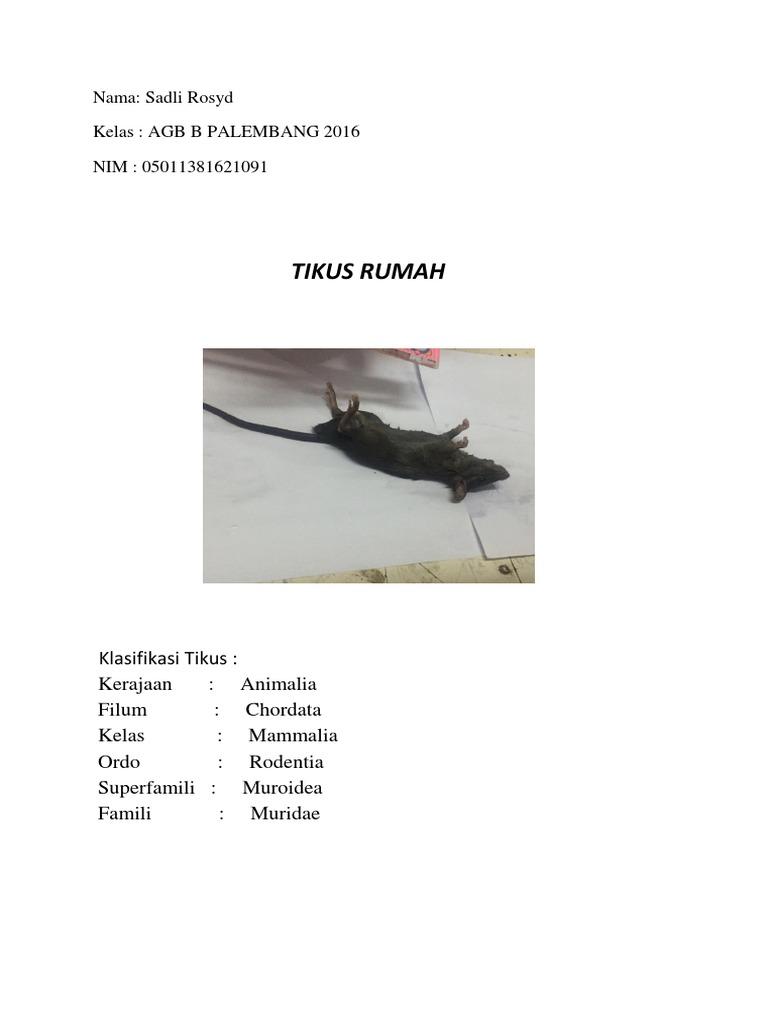 Tikus Rumah | PDF | Sains & Matematika