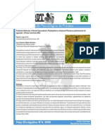 Hoja_Divulgativa_Pudricion_RADICULAR.pdf