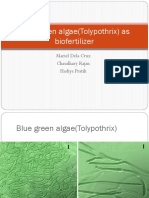 Blue Green Algae(Tolypothrix) as Biofertilizer