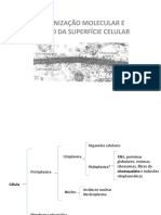 SUPERFÍCIECELULAR-ORGANIZAÇÃOMOLECULAREFUNÇÃO