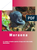 Muraena Eels Genus Guide