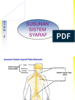 Sistem Syaraf 2