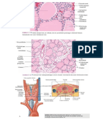 Anatomi&histologi