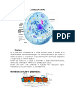 Las principales estructuras y organelos de la célula animal