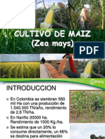 Cultivo Maiz