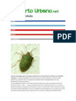 Nezara viridula, plaga de huerto