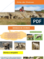 Manejo Ovinos