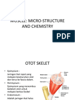 MUSCLE Mikro Struktur