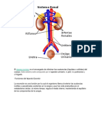 Sistema Urinario y Funciones