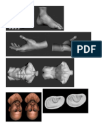 Partes Del Cuerpo Humano 3d