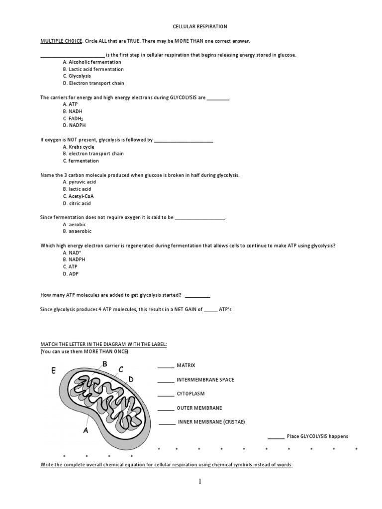 Cellular Respiration Review Worksheet Pdf Cellular Respiration Adenosine Triphosphate
