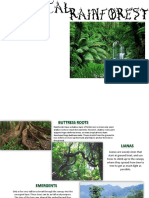 Geography Tropical Rainforests