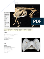 Guia Osteologia Bovino 1