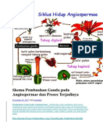 Skema Pembuahan Ganda Pada Angiospermae Dan Proses Terjadinya