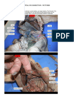 Fetal Pig Dissection-Pictures