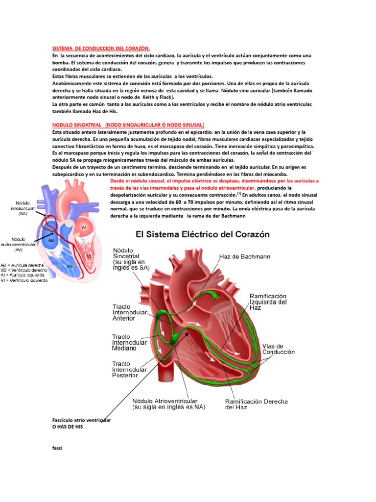 Sistema De Conducción Cardíaca Pdf Corazón Sistema Cardiovascular