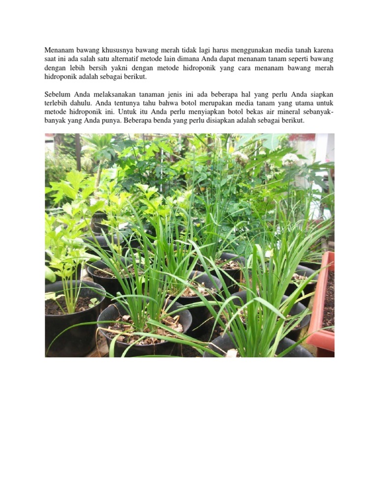 Cara Menanam Bawang  Merah Hidroponik Sistem Wick