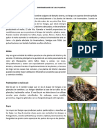 Enfermedades de Las Plantas