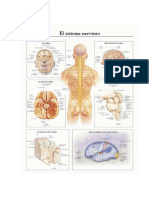 Sistema Nervioso