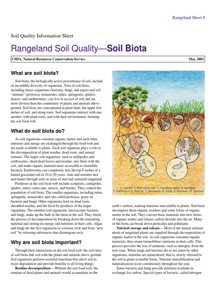 Soil Biota | PDF | Organic Matter | Soil