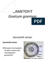 Gametofit Gnetum Gnemon