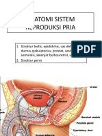 TM 5 Anatomi Sistem Reproduksi Pria (Dr. Muzzamil)