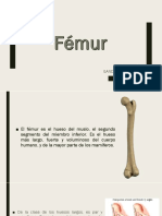 Fémur