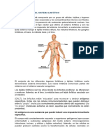 Informe Generalidades Sistema Linfático