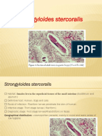 Strongyloides Stercoralis