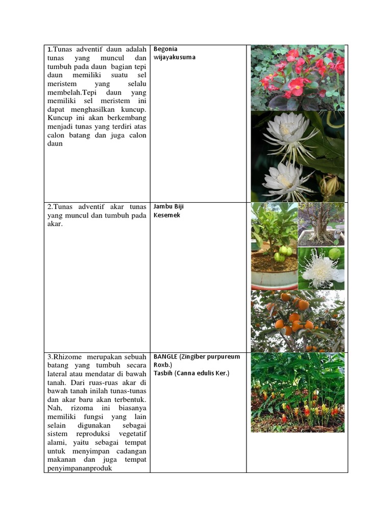 36+ Tunas Adventif Adalah Background