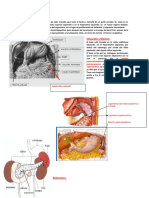 Anatomia Del Bazo